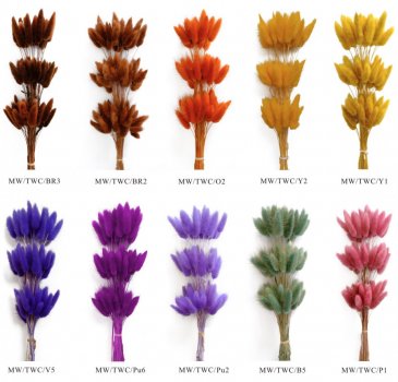 Цветы-сухоцветы: названия и краткое описание